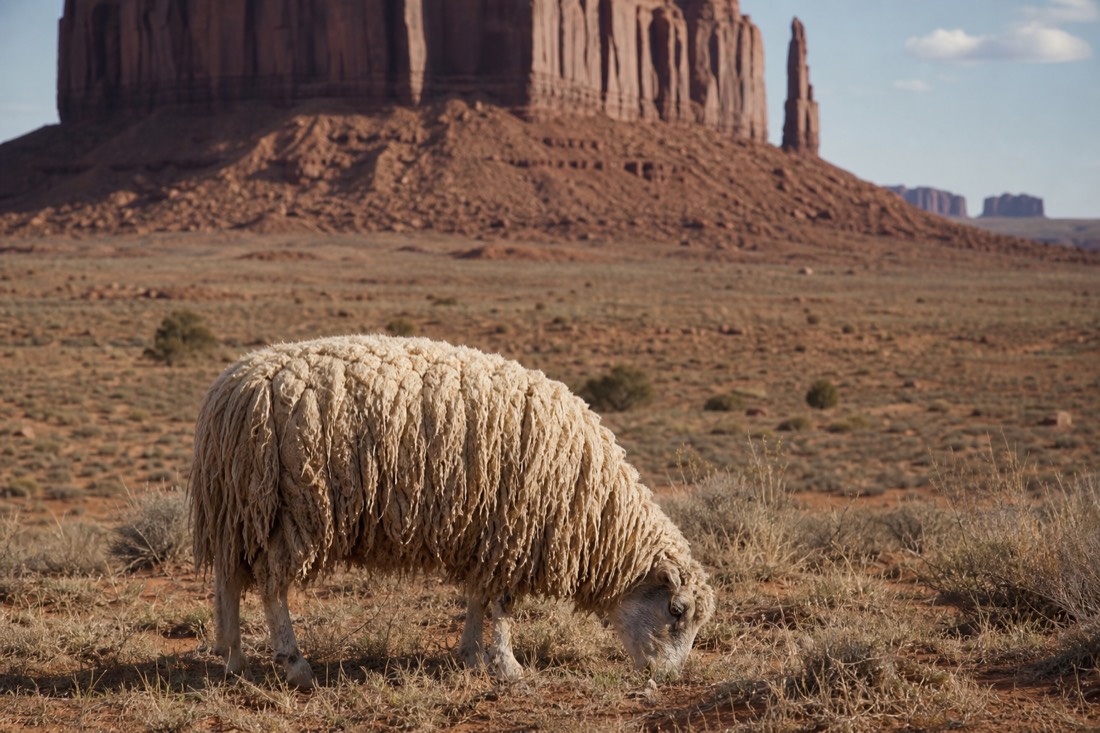 Churro sheep with long fleece grazing on sparse red-desert grass below Monument Valley buttes